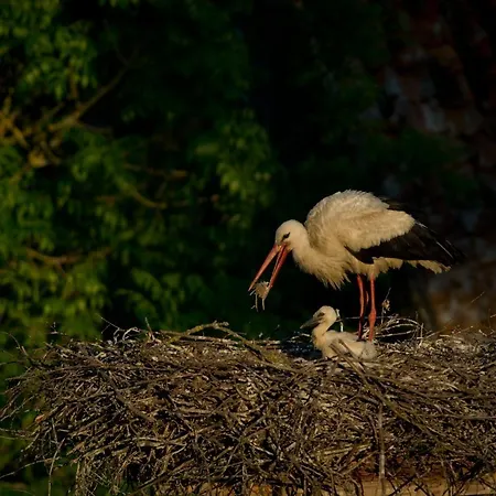 Zywkowo Bocianie Landhaus Gorowo Ilaweckie