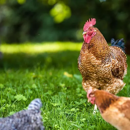 Venkovský dům Zywkowo Bocianie *