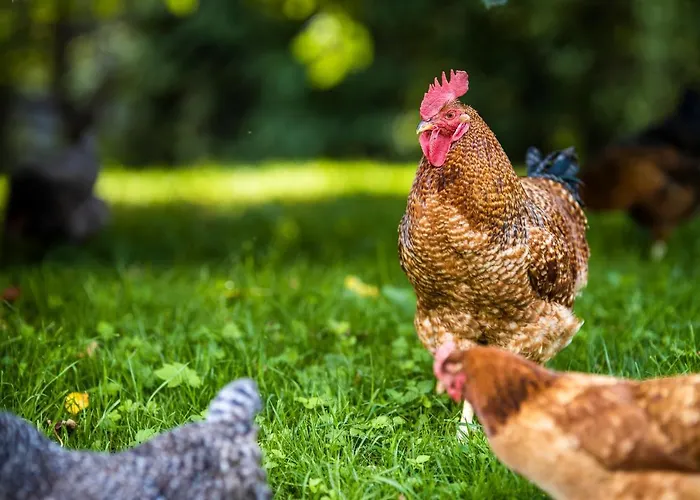 Country house Zywkowo Bocianie *